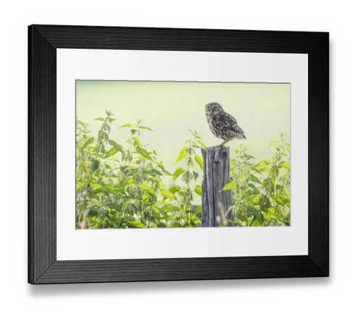 Framed Print : Little owl (Athene noctua) adult, The Netherlands Framed Print : Little owl (Athene noctua) adult, The Netherlands