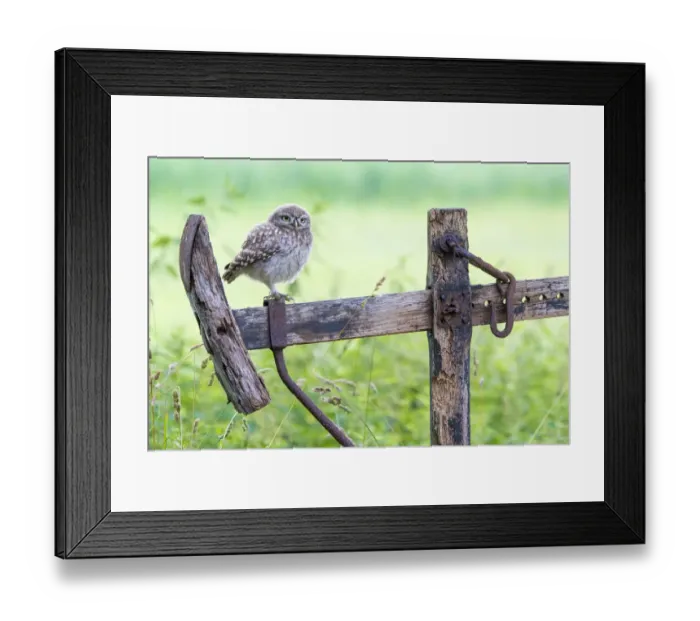 Framed Print : Little owl (Athene noctua) chick on old fence, The Netherlands Framed Print : Little owl (Athene noctua) chick on old fence, The Netherlands