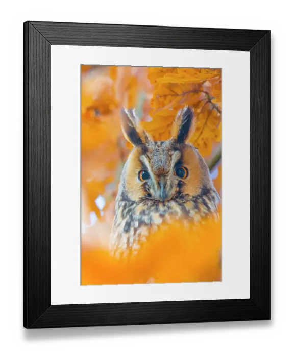 Framed Print : Long-eared owl (Asio otus) portrait, roosting in tree in autumn, The Netherlands Framed Print : Long-eared owl (Asio otus) portrait, roosting in tree in autumn, The Netherlands