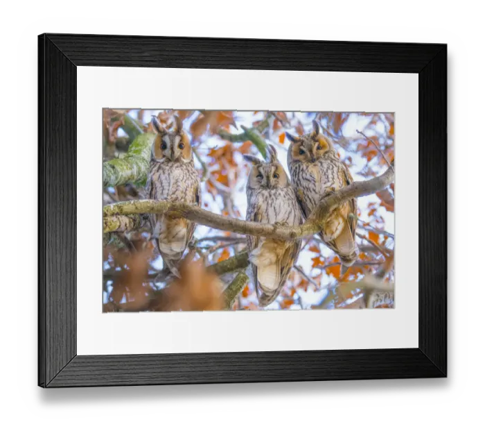 Framed Print : Long-eared owls (Asio otus) autumn, three owls roosting in tree, The Netherlands Framed Print : Long-eared owls (Asio otus) autumn, three owls roosting in tree, The Netherlands