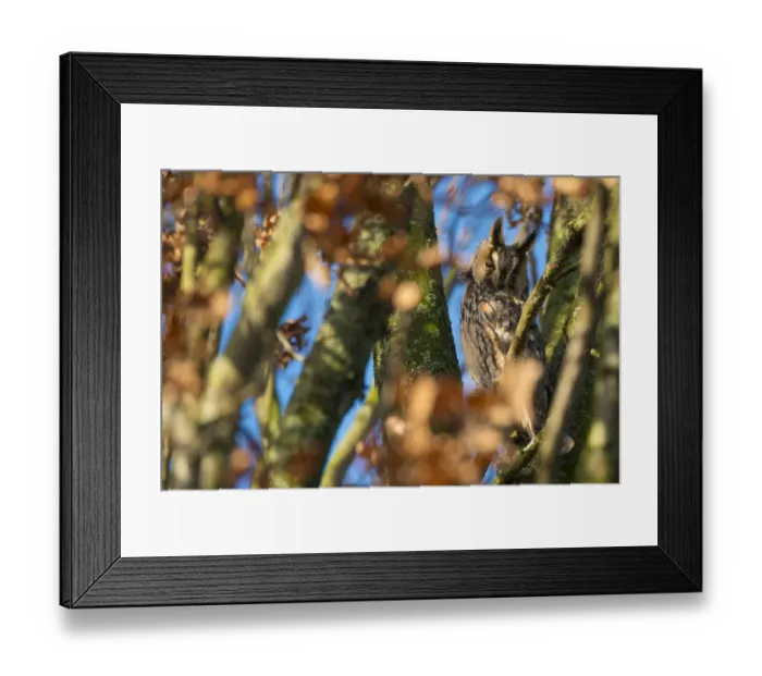 Framed Print : Long-eared owl (Asio otus) roosting in tree in autumn, The Netherlands Framed Print : Long-eared owl (Asio otus) roosting in tree in autumn, The Netherlands