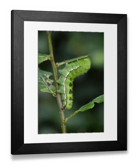 Framed Print : Bullseye moth (Automeris io) Montreal, Canada Framed Print : Bullseye moth (Automeris io) Montreal, Canada