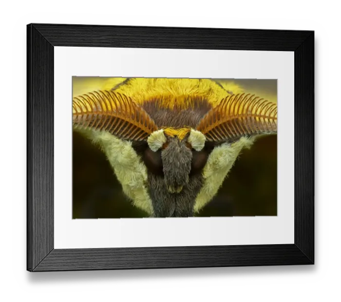 Framed Print : Cat s-eyed emperor moth (Aurivillius aratus), Amedzofe, Ghana. Controlled conditions Framed Print : Cat s-eyed emperor moth (Aurivillius aratus), Amedzofe, Ghana. Controlled conditions