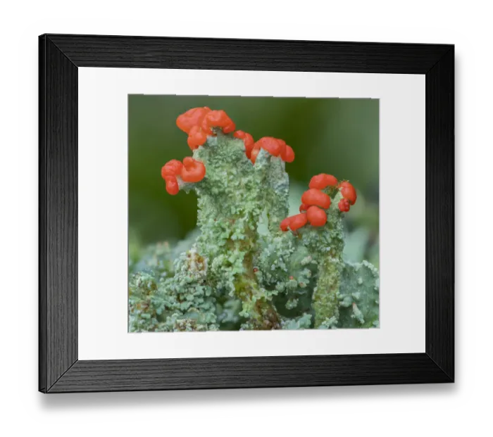 Framed Print : Madames cup lichen (Cladonia coccifera), Peatlands Park, County Armagh Framed Print : Madames cup lichen (Cladonia coccifera), Peatlands Park, County Armagh
