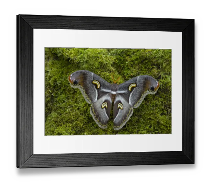 Framed Print : Saturniid moth (Epiphora intermedia), Kenya, Africa Controlled conditions Framed Print : Saturniid moth (Epiphora intermedia), Kenya, Africa Controlled conditions