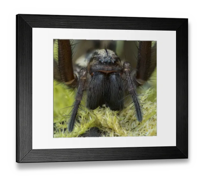 Framed Print : Giant house spider (Eratigena atrica) close up showing large mandibles, Banbridge Framed Print : Giant house spider (Eratigena atrica) close up showing large mandibles, Banbridge