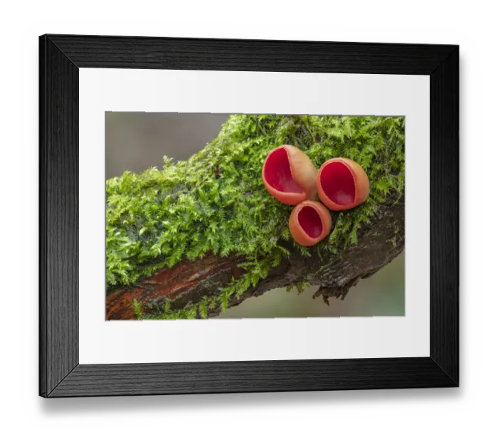 Framed Print : Scarlet elf cup (Sarcoscypha coccinea) Clare Glen, Tandragee, County Armagh