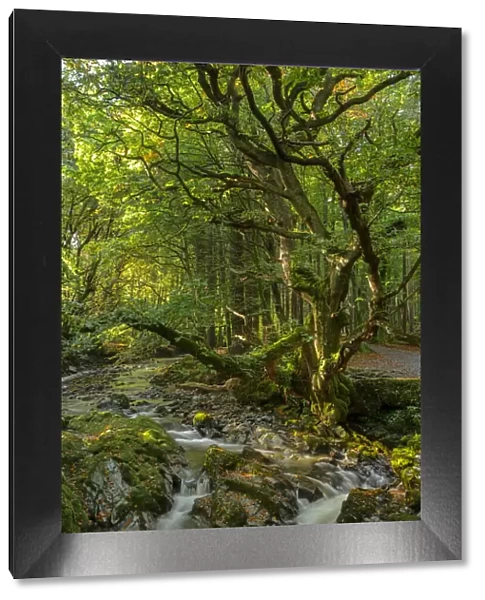 Shimna River, Tollymore Forest, Tollymore Forest Park, County Down, Northern Ireland