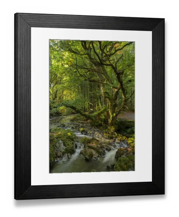 Framed Print : Shimna River, Tollymore Forest, Tollymore Forest Park, County Down, Northern Ireland Framed Print : Shimna River, Tollymore Forest, Tollymore Forest Park, County Down, Northern Ireland