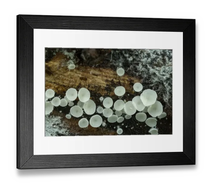 Framed Print : Snowy disco fungus (Lachnum virgineum) Gosford Forest Park, County Armagh Framed Print : Snowy disco fungus (Lachnum virgineum) Gosford Forest Park, County Armagh