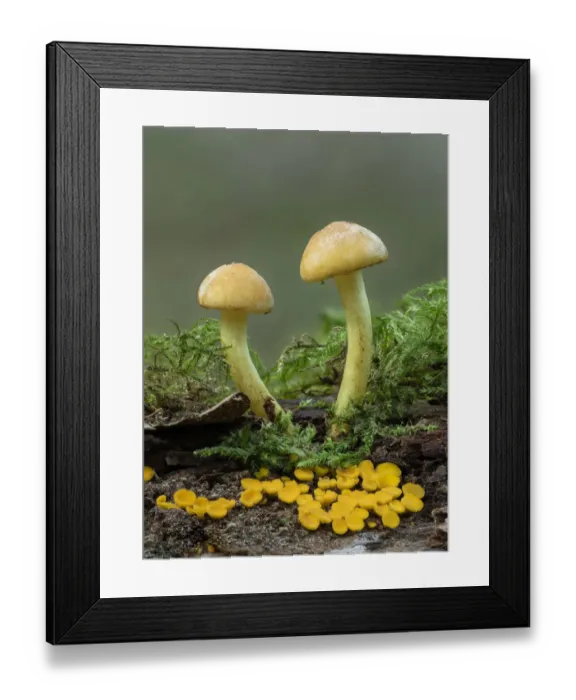 Framed Print : Sulphur tuft toadstool (Hypholoma fasciculare) and Lemon disco toad stool Framed Print : Sulphur tuft toadstool (Hypholoma fasciculare) and Lemon disco toad stool