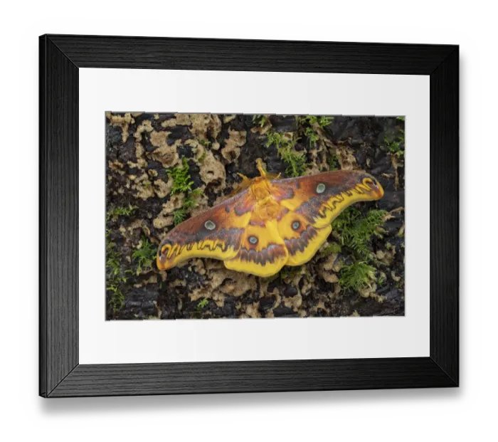 Framed Print : Taiwanese squeaking silkmoth (Rhodinia verecunda) controlled conditions Framed Print : Taiwanese squeaking silkmoth (Rhodinia verecunda) controlled conditions
