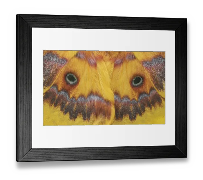 Framed Print : Taiwanese squeaking silkmoth (Rhodinia verecunda) controlled conditions