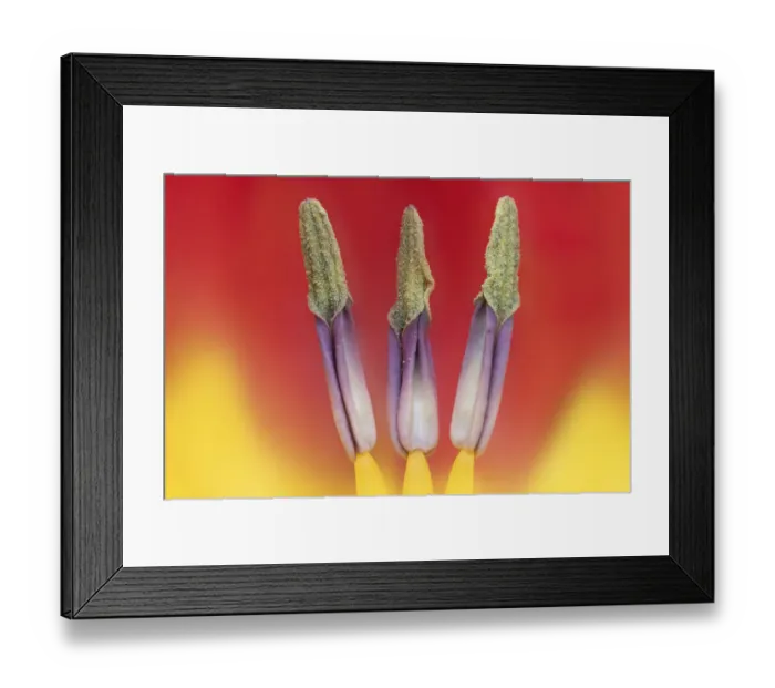 Framed Print : Tulip (Tuplia species) close up of anthers, Banbridge, County Down, Northern Ireland Framed Print : Tulip (Tuplia species) close up of anthers, Banbridge, County Down, Northern Ireland