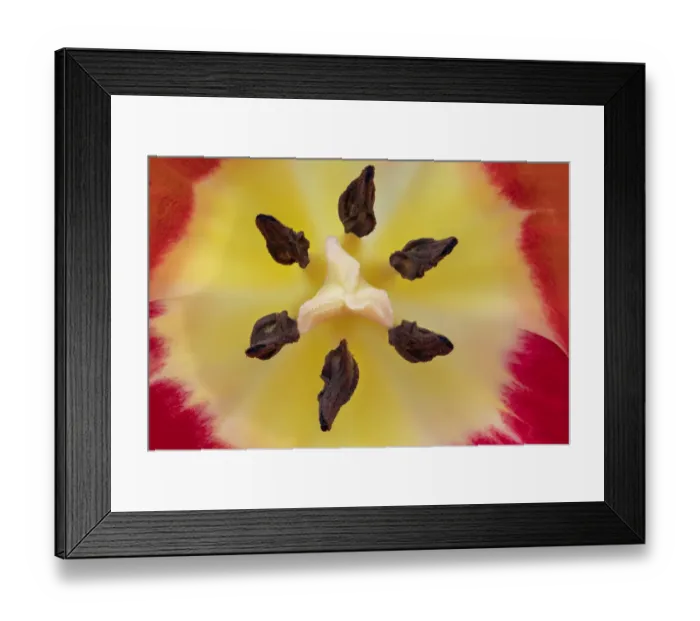 Framed Print : Tulip (Tuplia species) close up of stigma, Banbridge, County Down, Northern Ireland Framed Print : Tulip (Tuplia species) close up of stigma, Banbridge, County Down, Northern Ireland