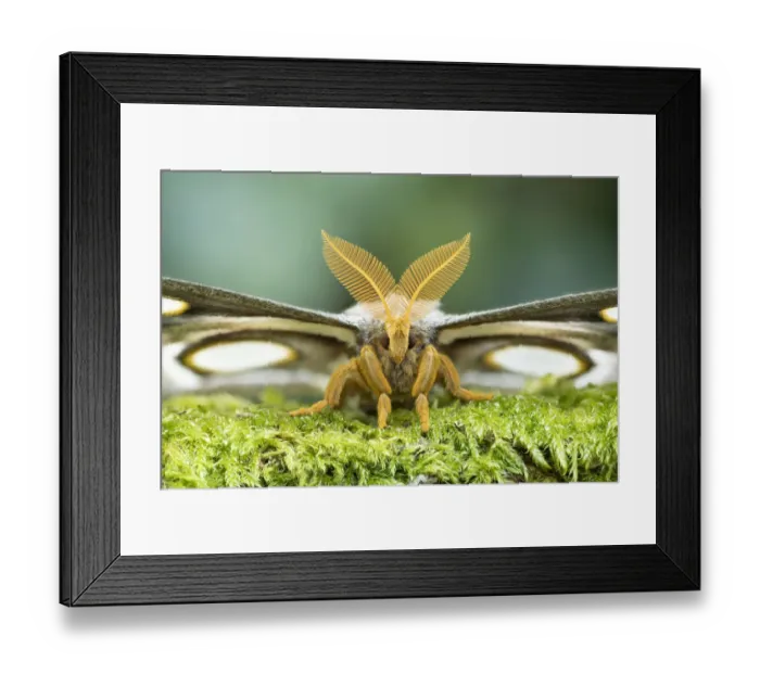 Framed Print : White-ringed atlas moth (Epiphora mythimnia) portrait, Kenya, Africa Framed Print : White-ringed atlas moth (Epiphora mythimnia) portrait, Kenya, Africa