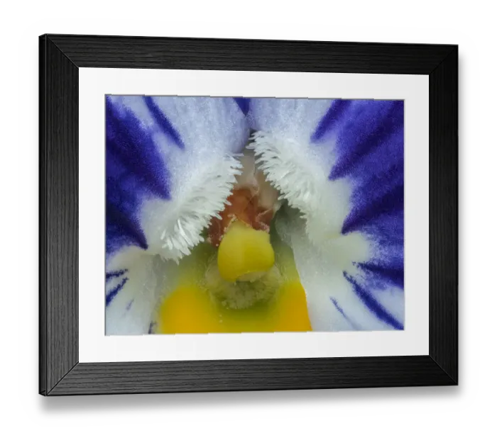 Framed Print : Winter pansy (Viola sp) close up in garden, Banbridge, County Down