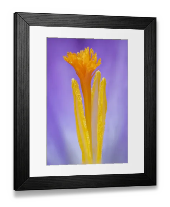 Framed Print : Woodland crocus (Crocus tommasinianus) close-up of anthers and stigma, Banbridge Framed Print : Woodland crocus (Crocus tommasinianus) close-up of anthers and stigma, Banbridge