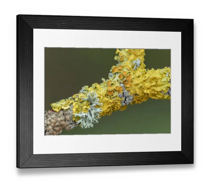 Framed Print : Branch covered with different lichens including Xanthoria parietina Framed Print : Branch covered with different lichens including Xanthoria parietina