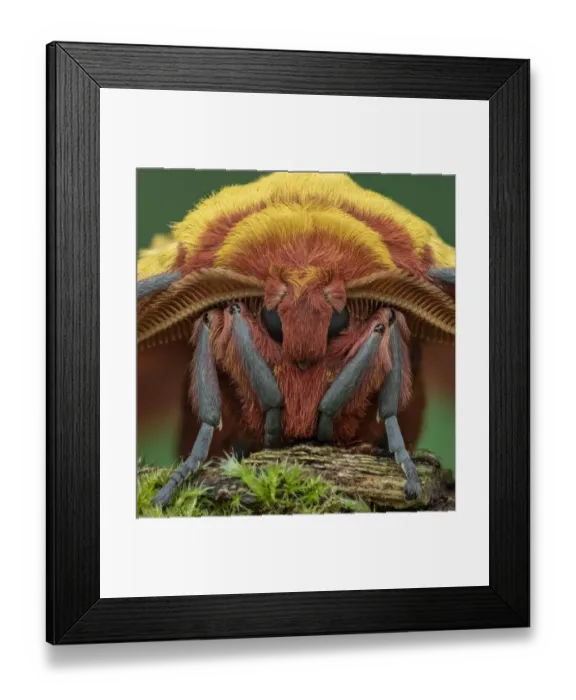 Framed Print : African golden emperor moth (Gonimbrasia krucki), close up of male head, Kenya Framed Print : African golden emperor moth (Gonimbrasia krucki), close up of male head, Kenya