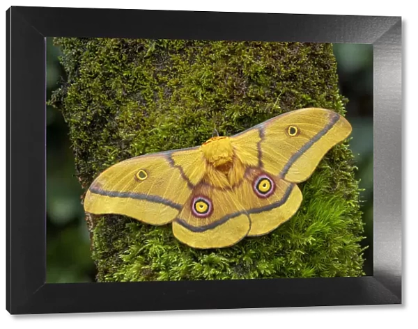 African golden emperor moth (Gonimbrasia krucki), wings open showing eyespots, Kenya