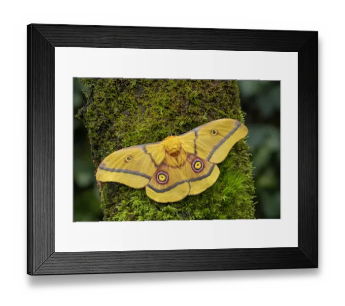 Framed Print : African golden emperor moth (Gonimbrasia krucki), wings open showing eyespots, Kenya Framed Print : African golden emperor moth (Gonimbrasia krucki), wings open showing eyespots, Kenya