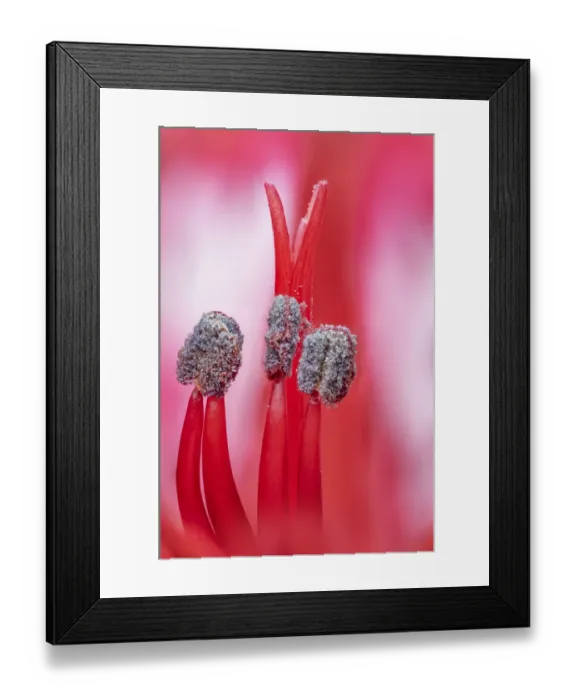 Framed Print : Alstroemeria Lily, close up of stamens. Studio image Framed Print : Alstroemeria Lily, close up of stamens. Studio image