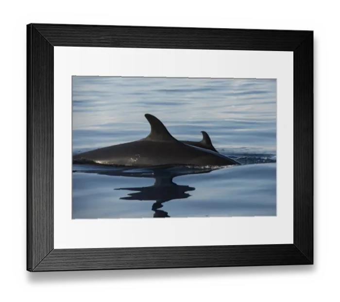 Framed Print : False killer whales (Pseudorca crassidens) at surface. Tenerife, Canary Islands Framed Print : False killer whales (Pseudorca crassidens) at surface. Tenerife, Canary Islands