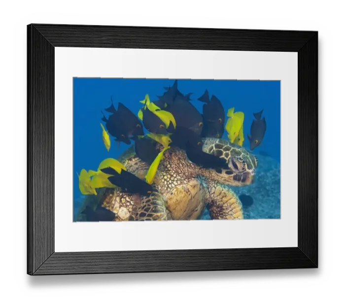 Framed Print : Endangered Green sea turtle (Chelonia mydas) stretches neck to be cleaned by Yellow tangs Framed Print : Endangered Green sea turtle (Chelonia mydas) stretches neck to be cleaned by Yellow tangs