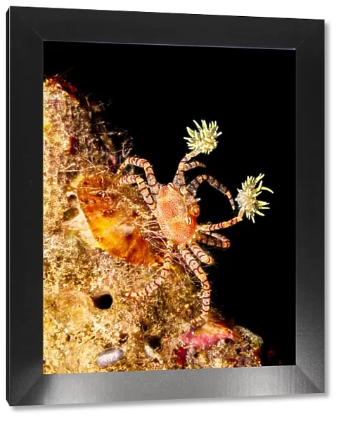 Endemic Hawaiian pom-pom crab  /  Boxer crab (Lybia edmondsoni) on reef