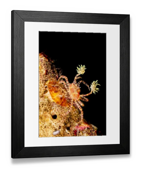 Framed Print : Endemic Hawaiian pom-pom crab / Boxer crab (Lybia edmondsoni) on reef Framed Print : Endemic Hawaiian pom-pom crab / Boxer crab (Lybia edmondsoni) on reef