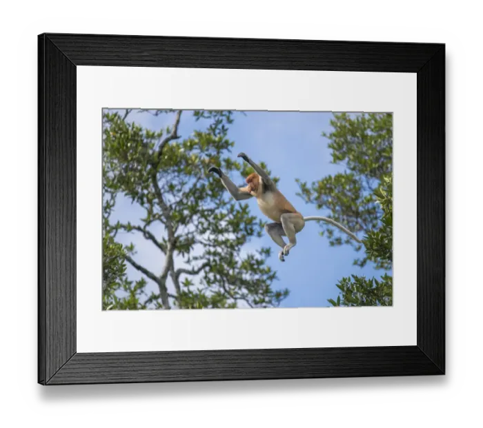 Framed Print : Proboscis monkey (Nasalis larvatus) male leaps between trees. Sabah, Malaysian Borneo Framed Print : Proboscis monkey (Nasalis larvatus) male leaps between trees. Sabah, Malaysian Borneo