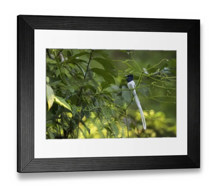 Framed Print : Blyths paradise flycatcher (Terpsiphone affinis) male calling, Sabah Framed Print : Blyths paradise flycatcher (Terpsiphone affinis) male calling, Sabah