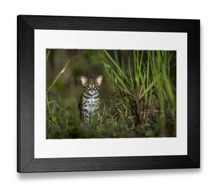 Framed Print : Sunda leopard cat (Prionailurus javanensis) kitten. Sabah, Malaysian Borneo