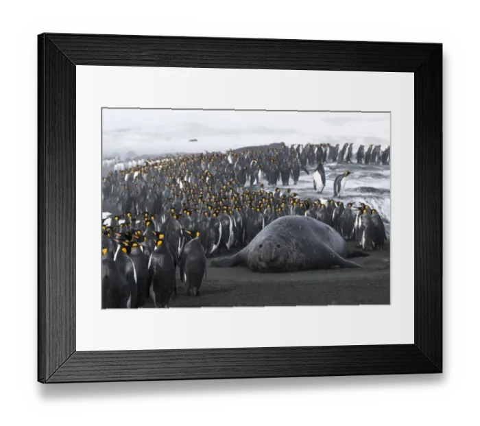 Framed Print : King penguins (Aptenodytes patagonicus) congregate on the beach Framed Print : King penguins (Aptenodytes patagonicus) congregate on the beach
