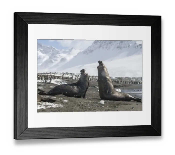 Framed Print : Southern elephant seals (Mirounga leonina) male fighting for breeding rights Framed Print : Southern elephant seals (Mirounga leonina) male fighting for breeding rights