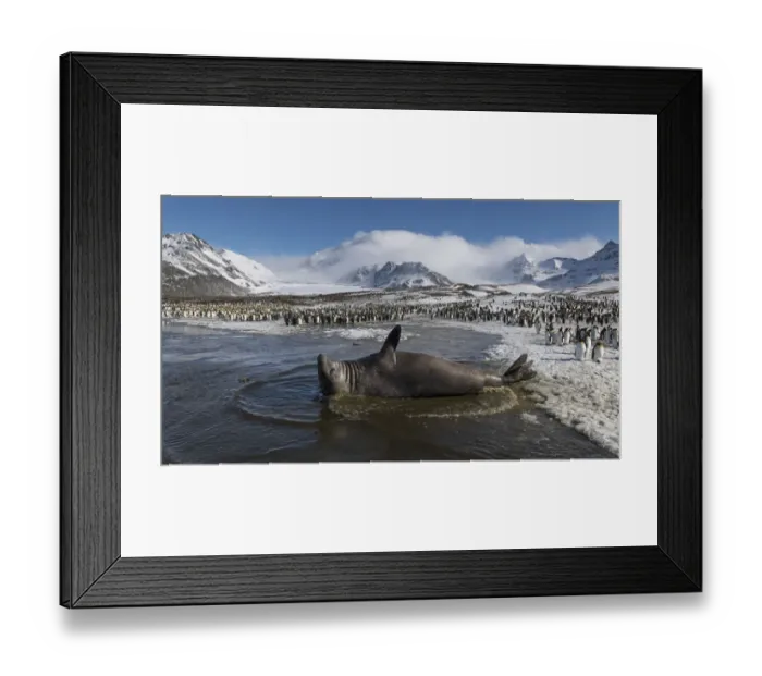 Framed Print : Southern elephant seal (Mirounga leonina) male rests in a shallow lagoon Framed Print : Southern elephant seal (Mirounga leonina) male rests in a shallow lagoon