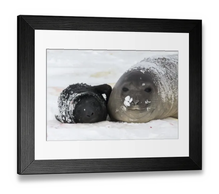 Framed Print : Southern elephant seal (Mirounga leonina) and her newborn pup Framed Print : Southern elephant seal (Mirounga leonina) and her newborn pup