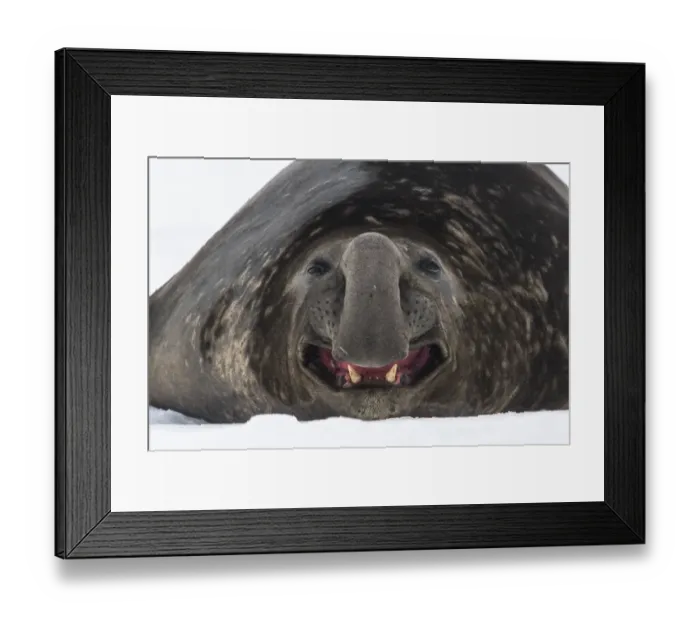 Framed Print : Southern elephant seal (Mirounga leonina) male, rests and yawns on the snow Framed Print : Southern elephant seal (Mirounga leonina) male, rests and yawns on the snow