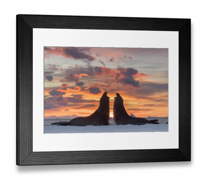 Framed Print : Southern elephant seals (Mirounga leonina) subadult males practice sparring. St Andrew's Bay, South Georgia Island Framed Print : Southern elephant seals (Mirounga leonina) subadult males practice sparring. St Andrew's Bay, South Georgia Island