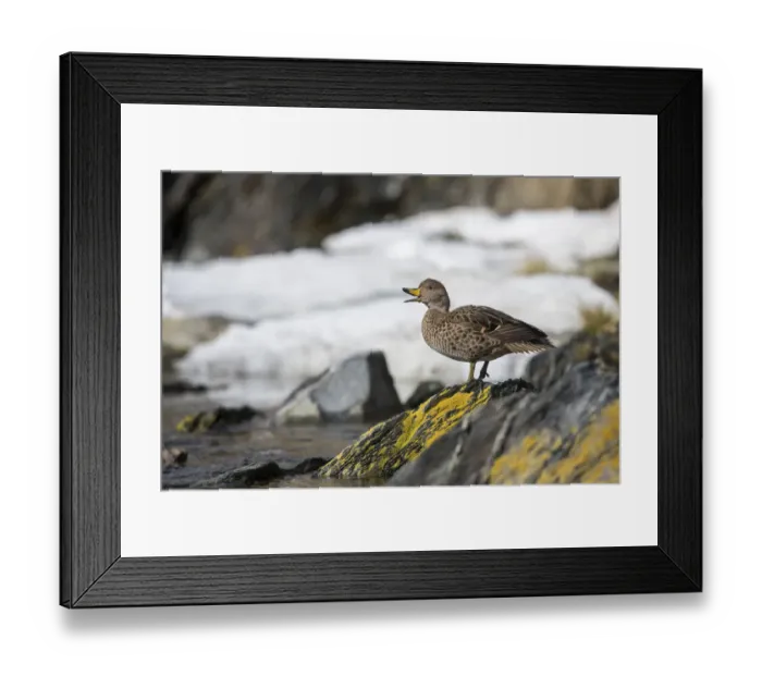 Framed Print : South Georgia pintail (Anas georgica georgica) yawning, Ocean Harbour Framed Print : South Georgia pintail (Anas georgica georgica) yawning, Ocean Harbour