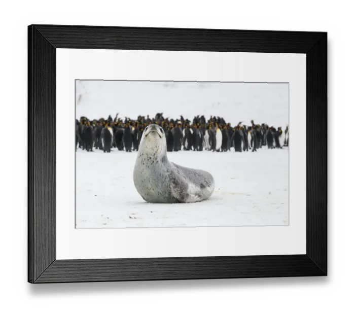 Framed Print : Leopard seal (Hydrurga leptonyx) rests, with King penguins (Aptenodytes patagonicus