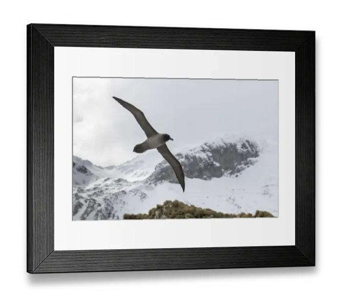 Framed Print : Light-mantled sooty albatross (Phoebetria palpebrata) flying over Elsehul Bay