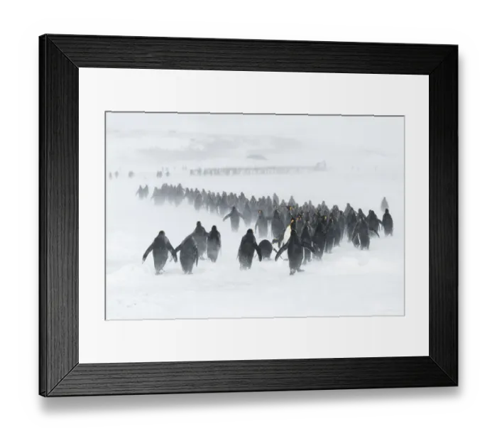 Framed Print : King penguins (Aptenodytes patagonicus) congregate in winding columns seeking shelter Framed Print : King penguins (Aptenodytes patagonicus) congregate in winding columns seeking shelter