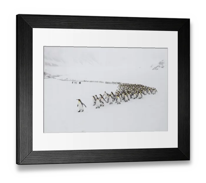 Framed Print : King penguins (Aptenodytes patagonicus) walking from their breeding colony to Right