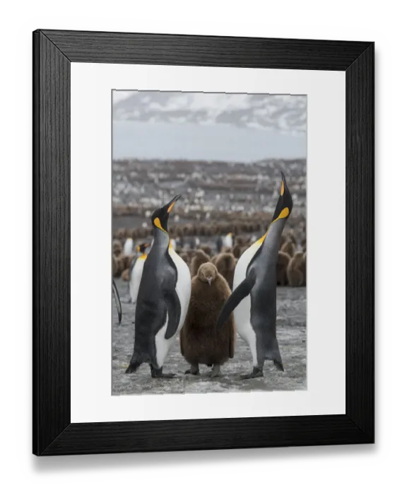 Framed Print : A breeding pair of King penguins (Aptenodytes patagonicus) with their chick Framed Print : A breeding pair of King penguins (Aptenodytes patagonicus) with their chick