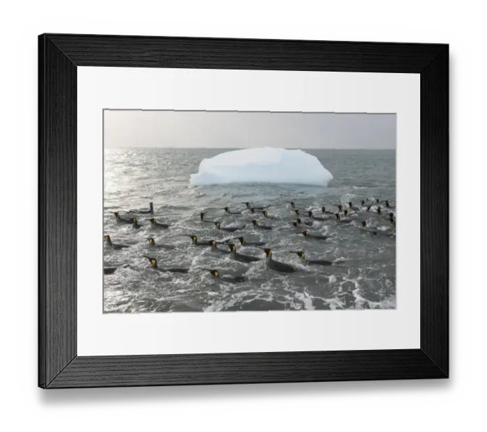 Framed Print : King penguins (Aptenodytes patagonicus) swimming in the surf to clean their plumage Framed Print : King penguins (Aptenodytes patagonicus) swimming in the surf to clean their plumage
