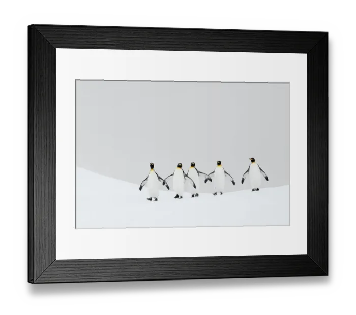 Framed Print : King penguins (Aptenodytes patagonicus) walking back to their breeding colony. Right Whale Bay, South Georgia Island Framed Print : King penguins (Aptenodytes patagonicus) walking back to their breeding colony. Right Whale Bay, South Georgia Island