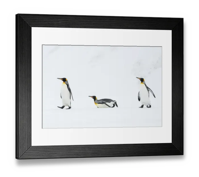 Framed Print : King penguins (Aptenodytes patagonicus) walking back to their breeding colony Framed Print : King penguins (Aptenodytes patagonicus) walking back to their breeding colony