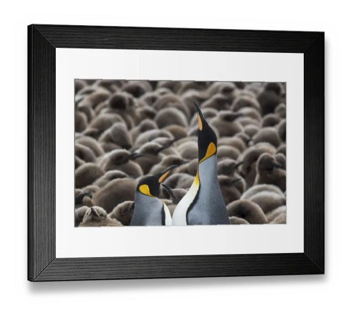 Framed Print : King penguins (Aptenodytes patagonicus) courting in front of a creche of chicks Framed Print : King penguins (Aptenodytes patagonicus) courting in front of a creche of chicks